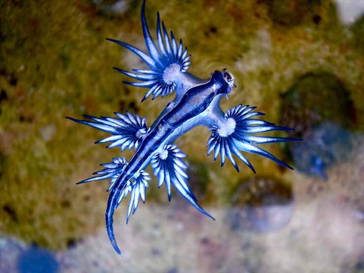 Глаукус атлантический (Glaucus atlanticus)

