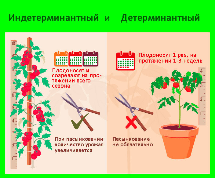 Огурцы индетерминантные сорта. Детерминантные сорта томатов что это такое. Детерминантный томат как формирова. Пасынкование детерминантных томатов. Схема формирования индетерминантного томата.