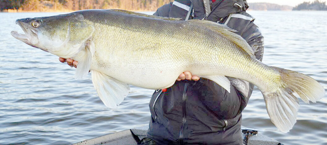 Фото: http://riba-promislovay.ru/images/foto/ribi1/poymanniy_sudak.JPG