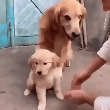 Гифка vk.com/petsmail