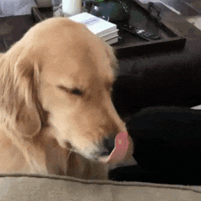 Гифка vk.com/petsmail