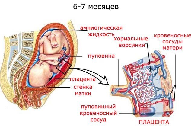 Задержка развития плода (ЗРП)