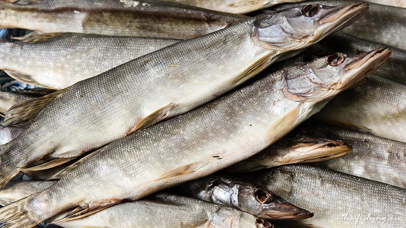 Сухой посол рыбы в домашних условиях: особенности засолки, рецепты приготовления