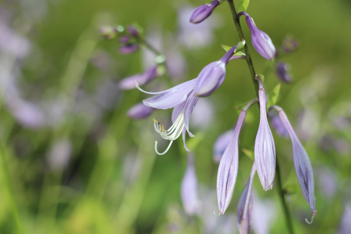 Снимки сделаны в августе