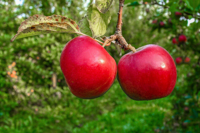 ДАЧА,САД,ОГОРОД. Подкормка яблони