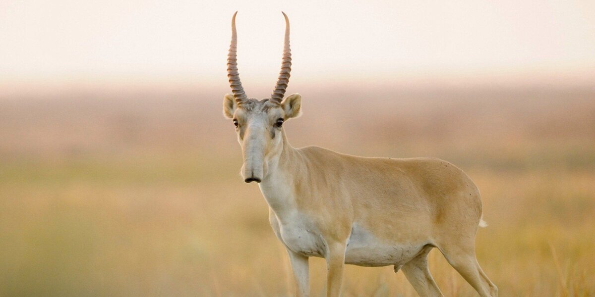 Здравствуйте, ваша степь принадлежит мне