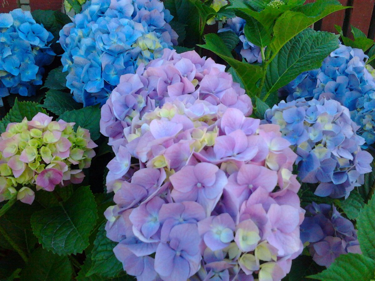    Крупнолистная гортензия – роскошное растение, цветущее голубыми или розовыми цветами. Крупнолистная гортензия, в отличие от других видов, нуждается в особенной обрезке.-2