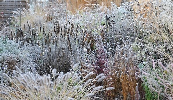 Многолетники покрытые инеем