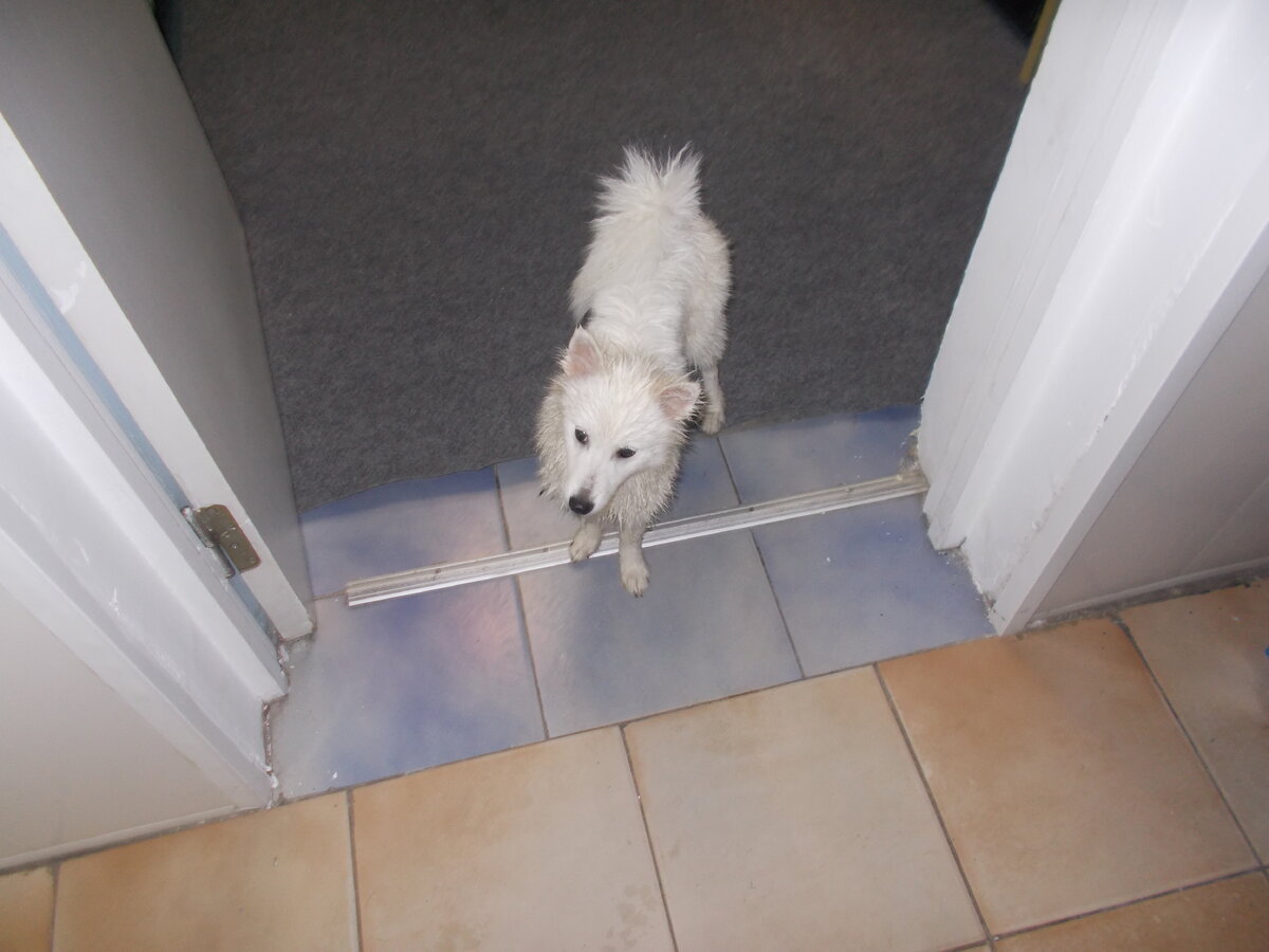 Свежевыкупанная Юки