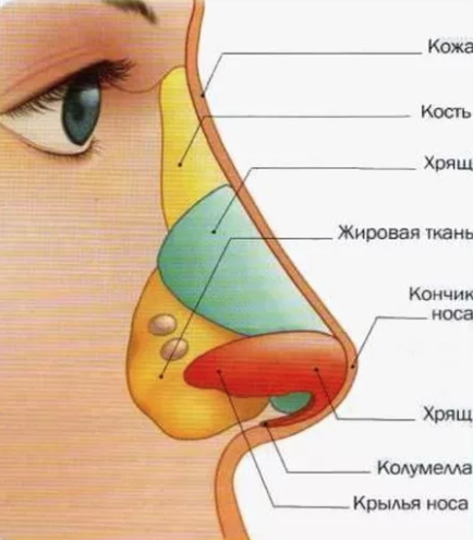 Причины искривления носовой перегородки