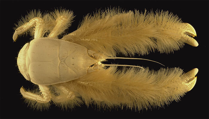 Фотография с сайта http://www.zoopicture.ru