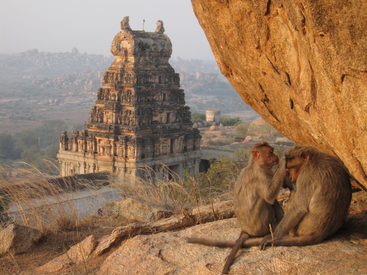 Dog Temple India