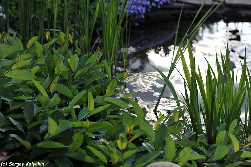 Ива крушинолистная