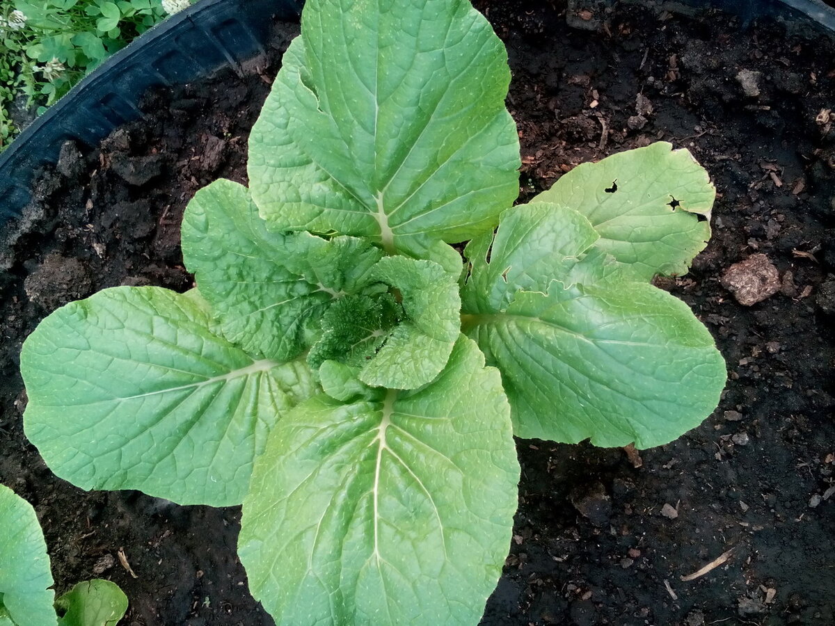 Капуста до нашествия моли