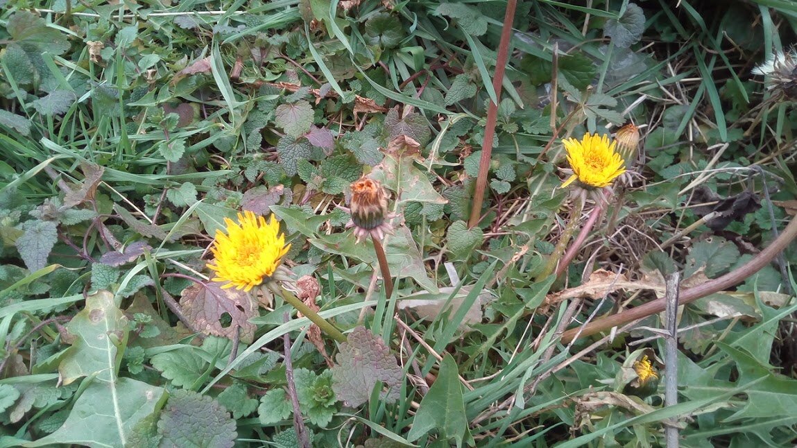 Одуванчики в феврале