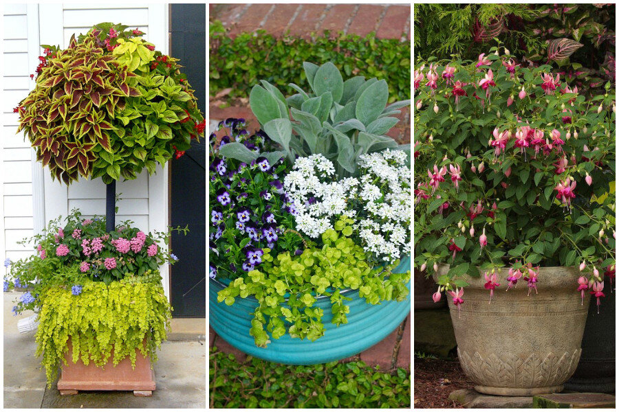 Контейнерный сад: цветы для сада в контейнерах, идеи посадки растений в цветочные конвейеры