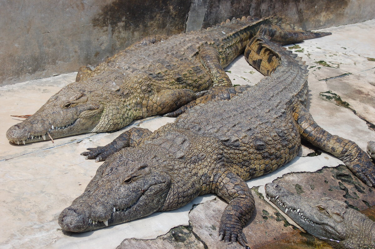 Бугтийский крокодил