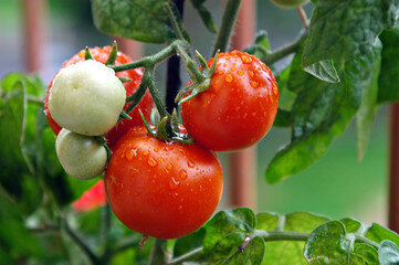   Фитофтороз у томатов, знаком многим огородникам. Это заболевание способно свести на нет, все усилия. Возможно и у вас бывало такое, что почти весь урожай был потерян из- за этого коварного недуга.-2