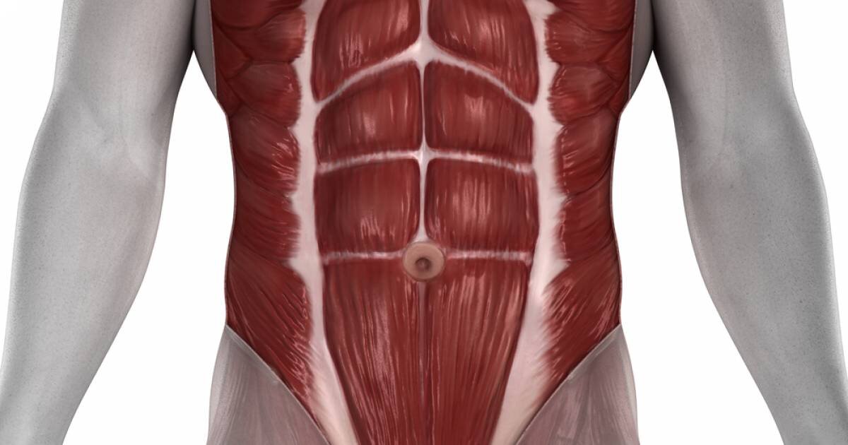 Сильные мышцы живота. Rectus abdominis. Мышцы живота анатомия человека. Анатомия брюшной полости человека мышцы. Мышцы брюшного пресса анатомия.