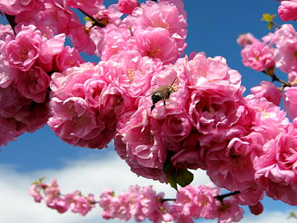 Где цветет сакура в Москве