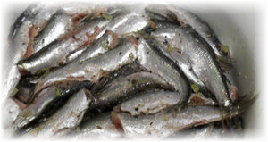 Пелядь или сырок – промысловая рыба, которая обитает в реках и озёрах. Имеет серебристую окраску, переходящую в тёмный цвет на спинке.