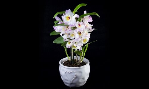 [caption id="attachment_7432" align="aligncenter" width="500"] Чтобы наслаждаться прекрасными бутонами на протяжении нескольких лет, растение нужно окружить заботой.[/caption]