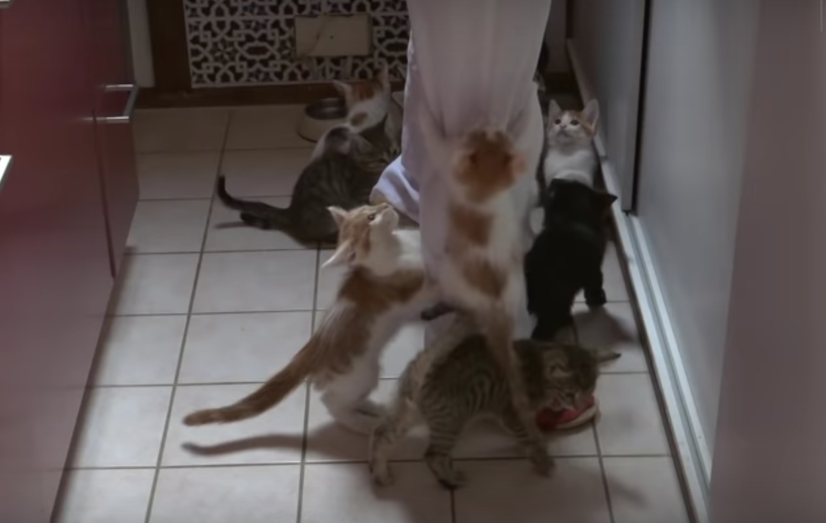 Кадр видео youtube.com/Helge Kosmas