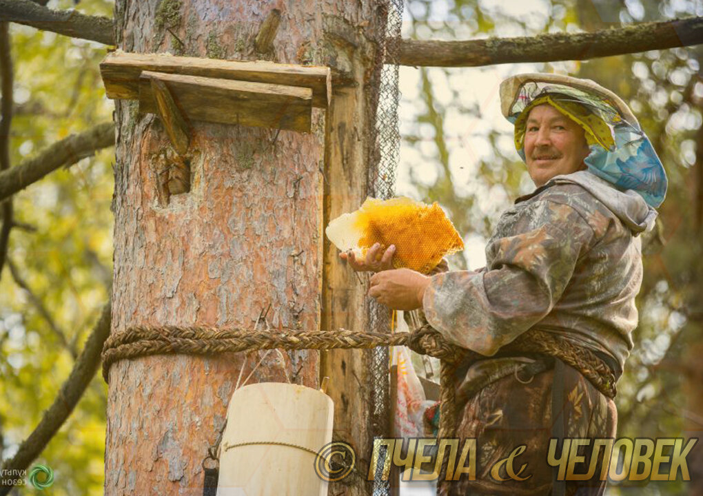 Топ - 3 самых дорогих сортов меда в Мире | Пчела & Человек | Дзен