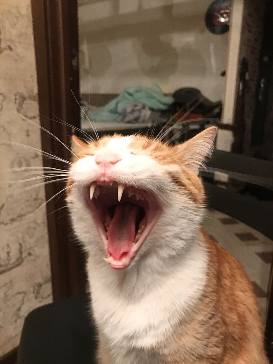 Мряяяяуууу! 
