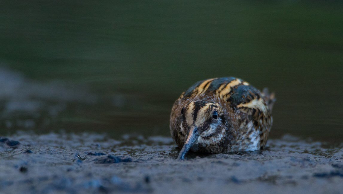 Пестрая комбинация желтоватых и темно-коричневых полос украшает его перья. Такая маскировка удачно прячет птицу даже на голой земле.