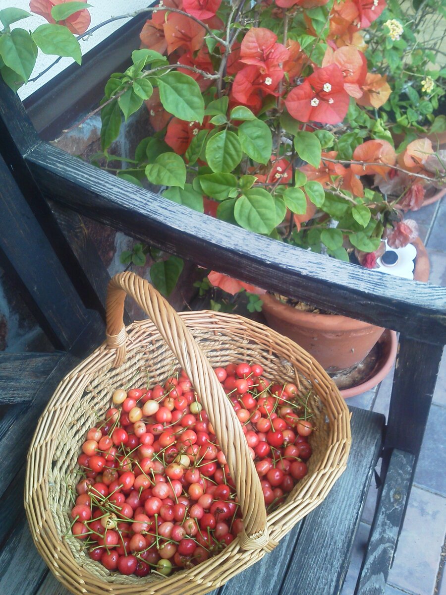 Черешню приходится собирать, как-только она начинает поспевать, иначе можно остаться вообще без урожая