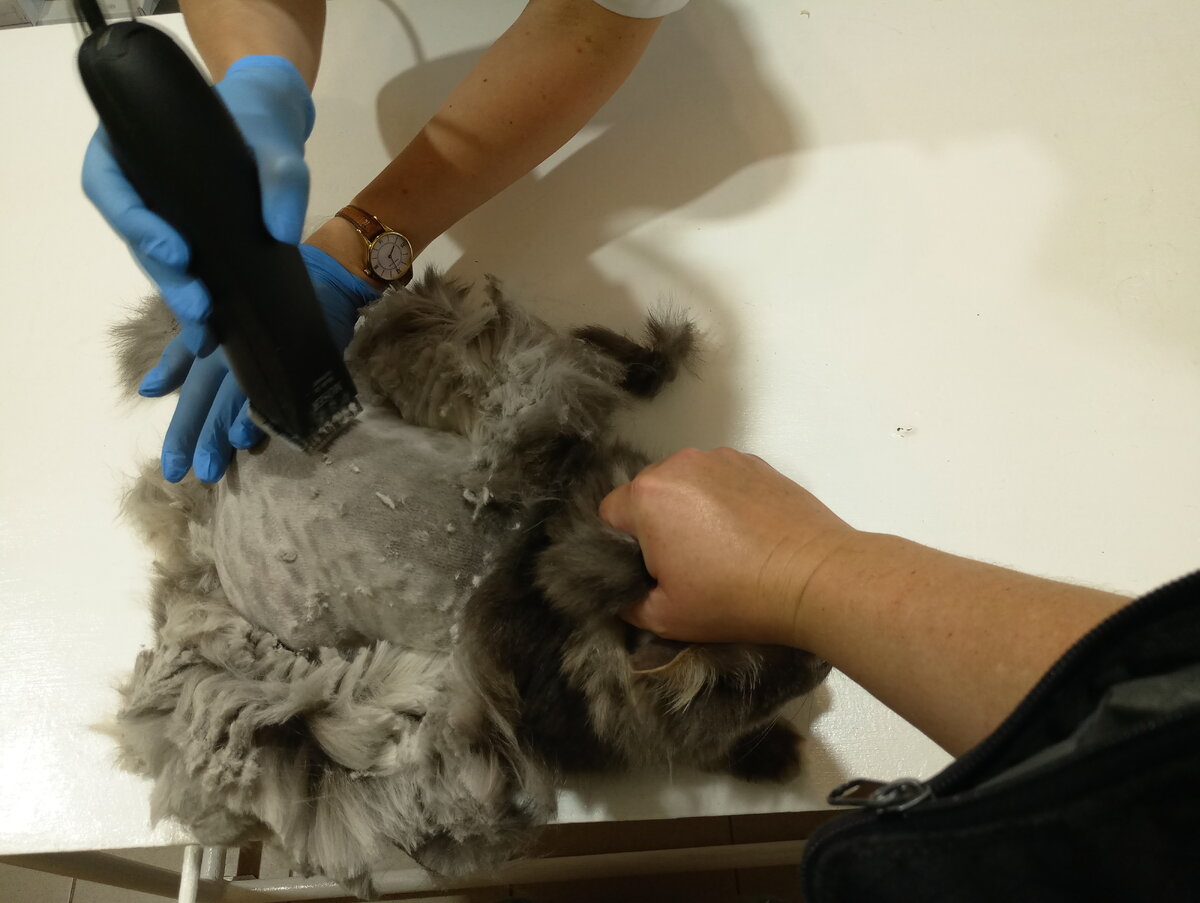 Постриг без наркоза.