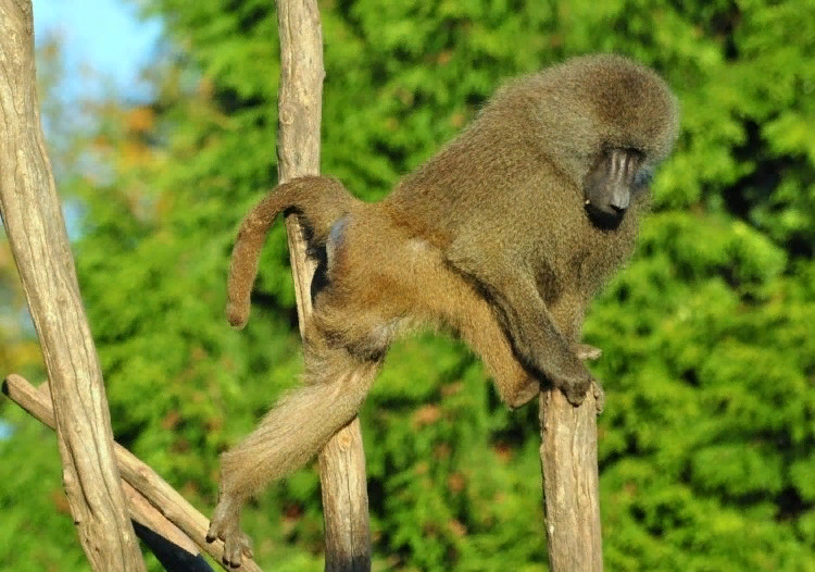Про бабуина. Бабуин. Шерстистые обезьяны. Бабуин фото. Бурая шерстистая обезьяна.