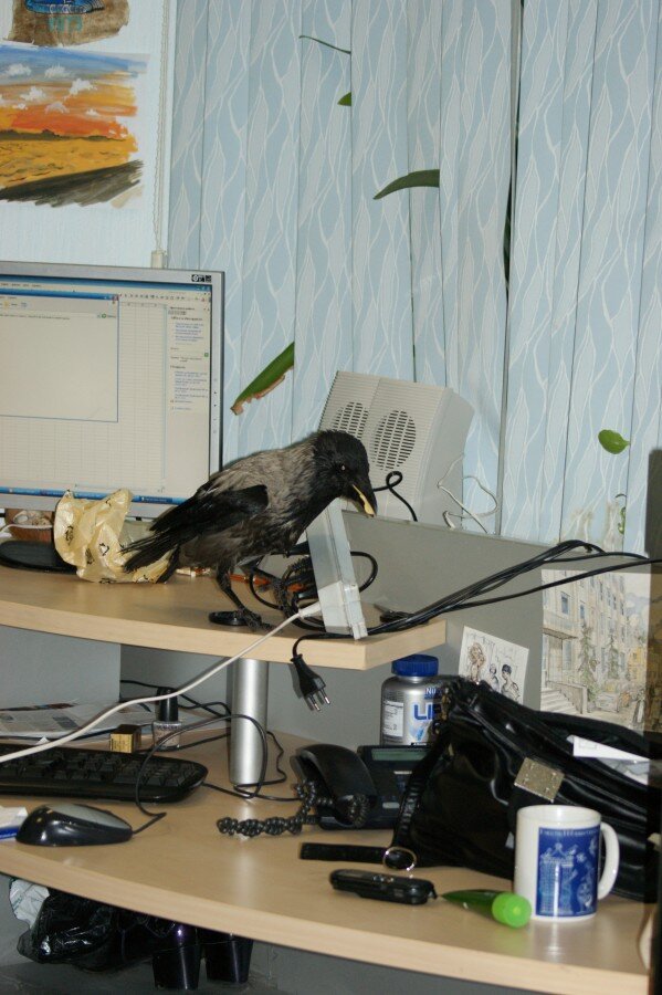 Абрахас на столе Говориной