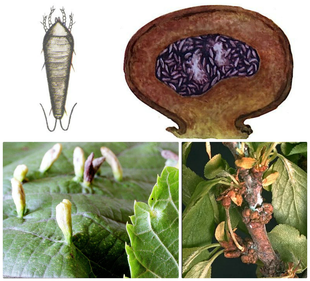 Галловый клещ; гнездо; галлы на листьях; галлы на коре
