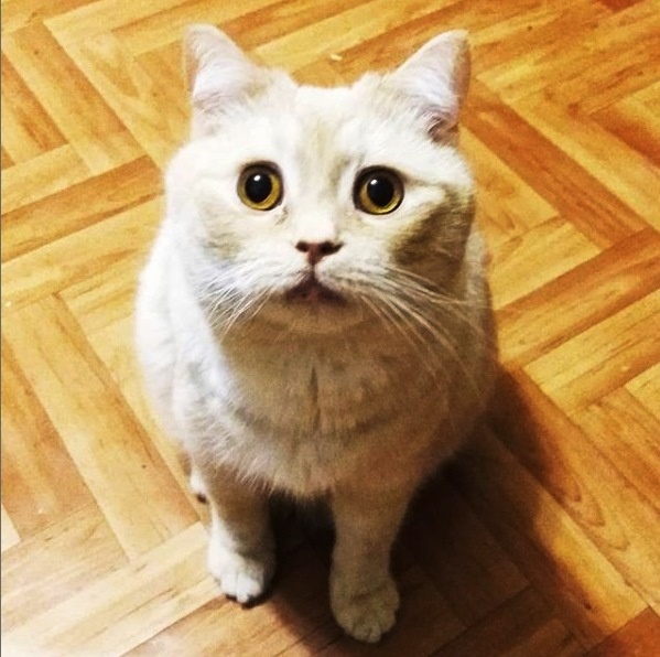 Кот  Персик