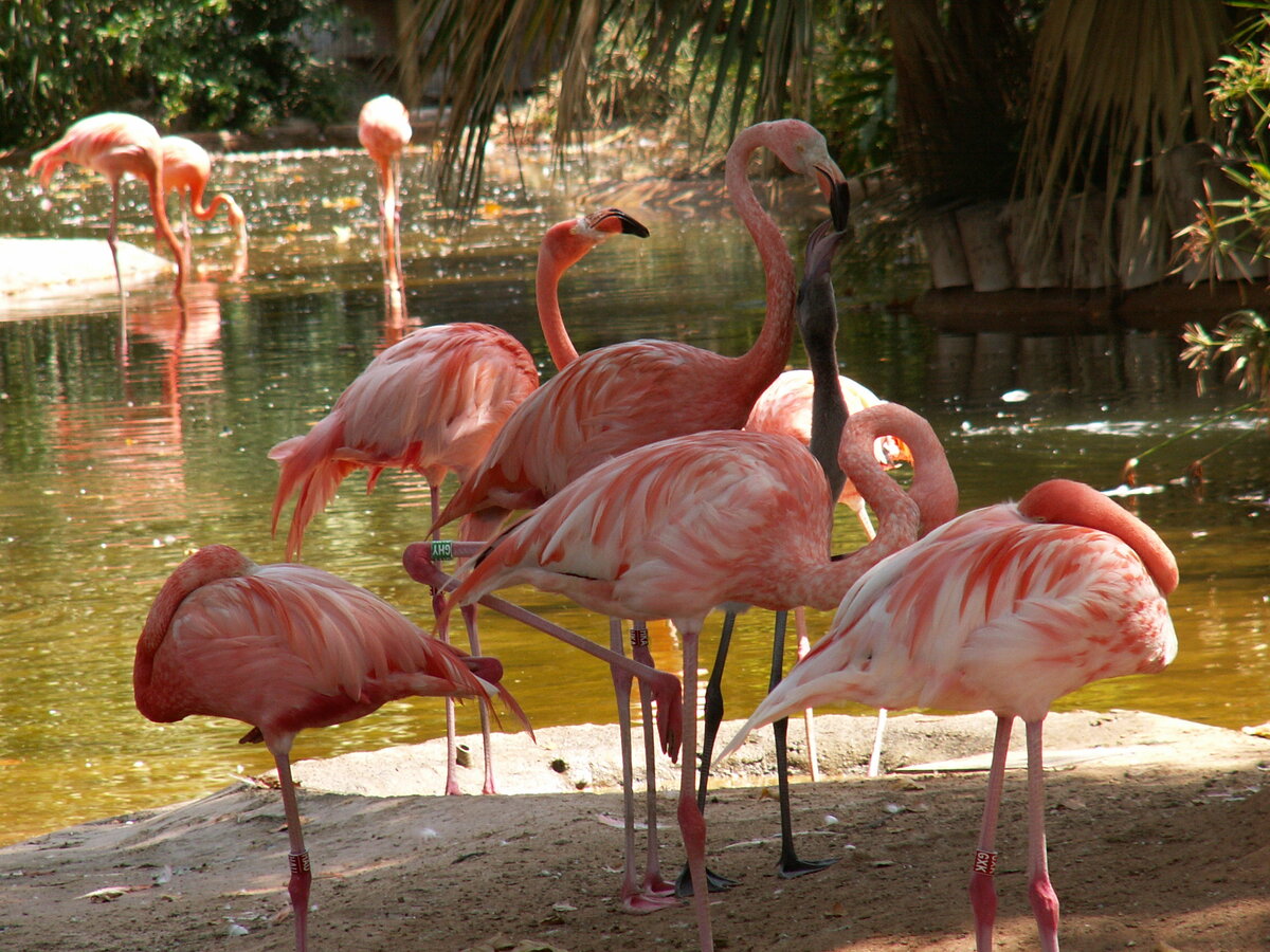 В зоопарке. Фото автора.