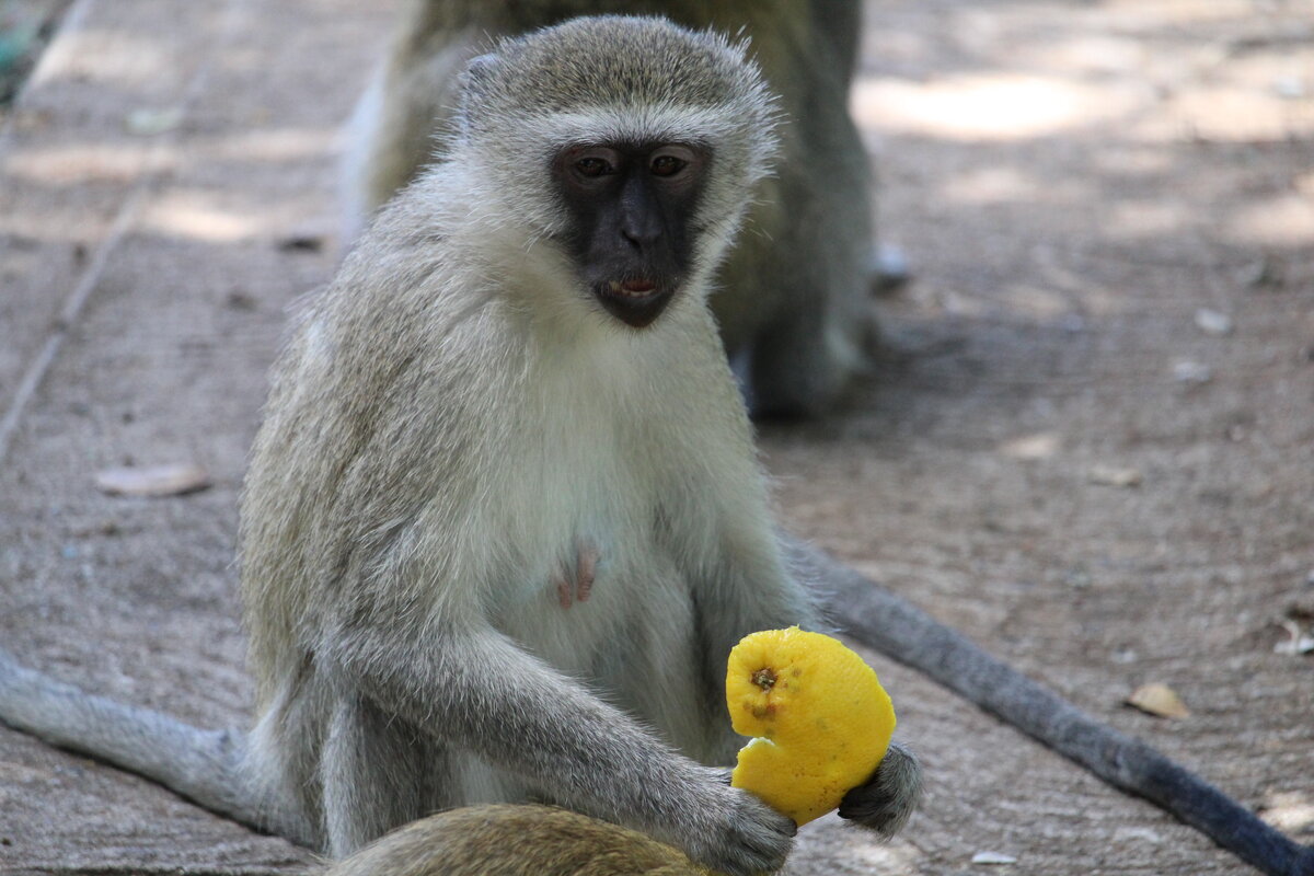это шимпанзе с тарзана. гиббон носач. две обезьянки. ручная обезьянка. прямохождение у обезьян.