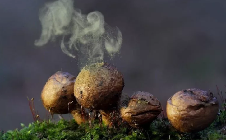 Дождевик грушевидный (Lycoperdon pyriforme) - Энциклопедия грибов - Грибы с фото