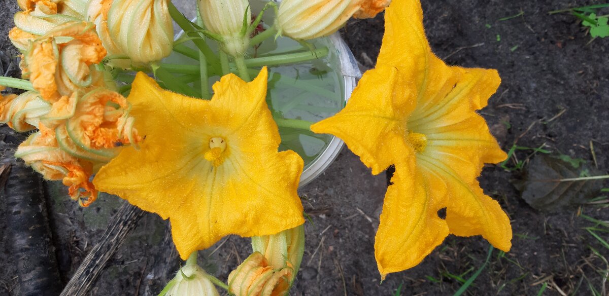 Пустоцветы можно обжарить в кляре. Фото автора.