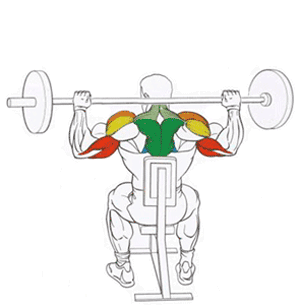 Базовое  упражнение, которое полностью направлено на накачивание мышц плечевого  пояса. В отличие от предыдущего, выполняется из положения сидя.
