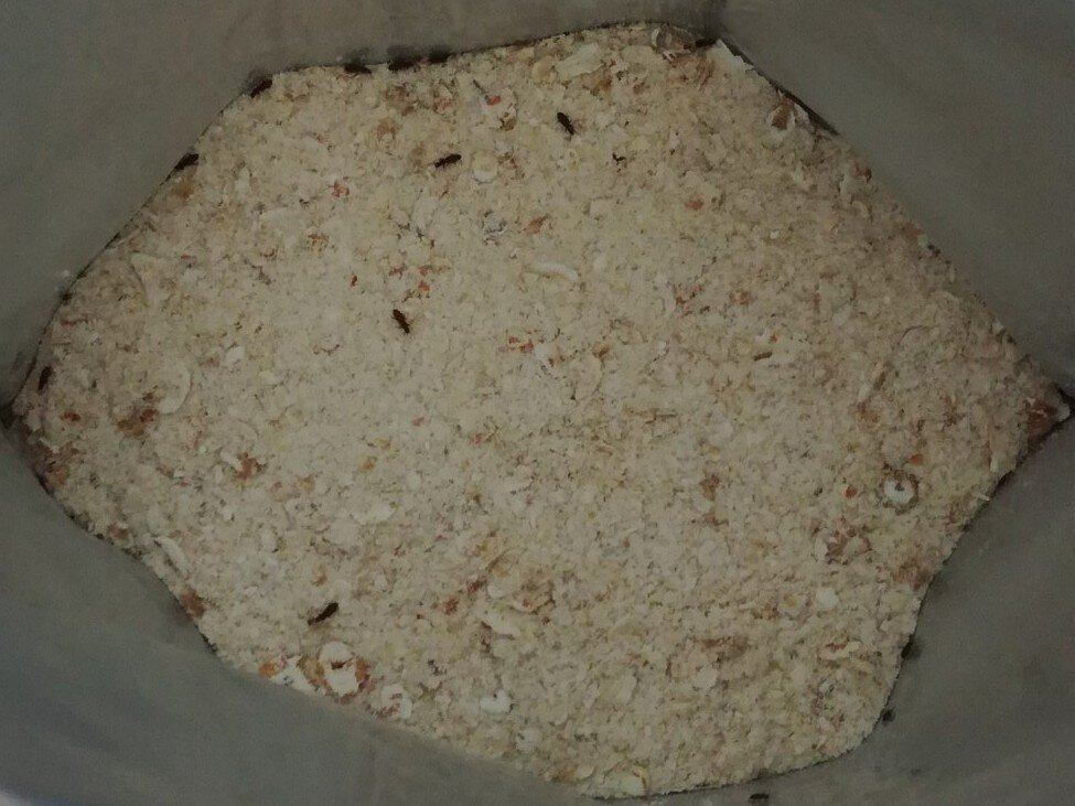 Жучки в крупе