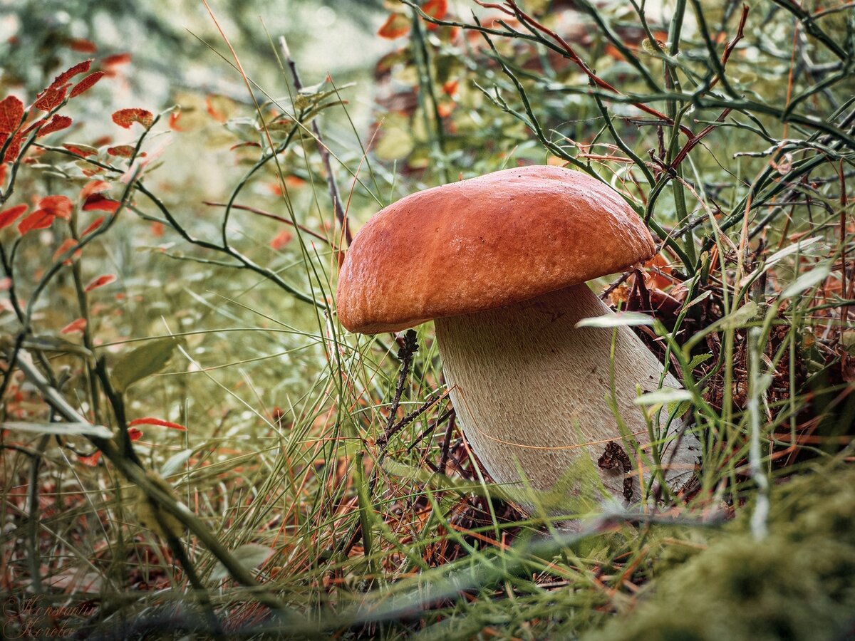 ГРИБНИКИ РОССИИ