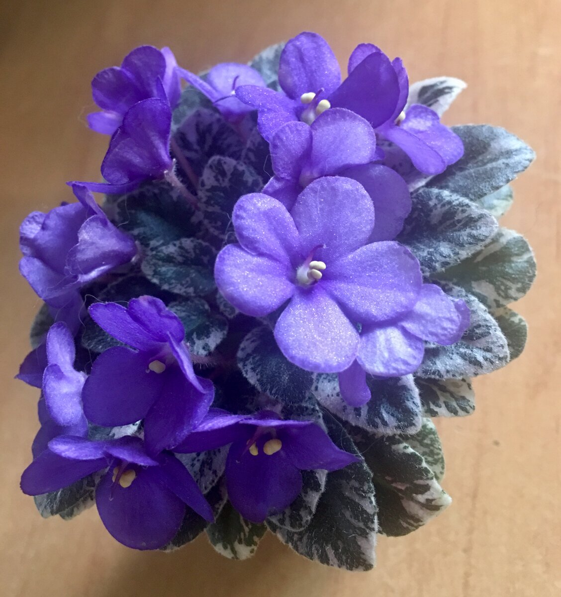 Pin by Алла Балашова on Фиалки African violets, African violets plants, Saintpau
