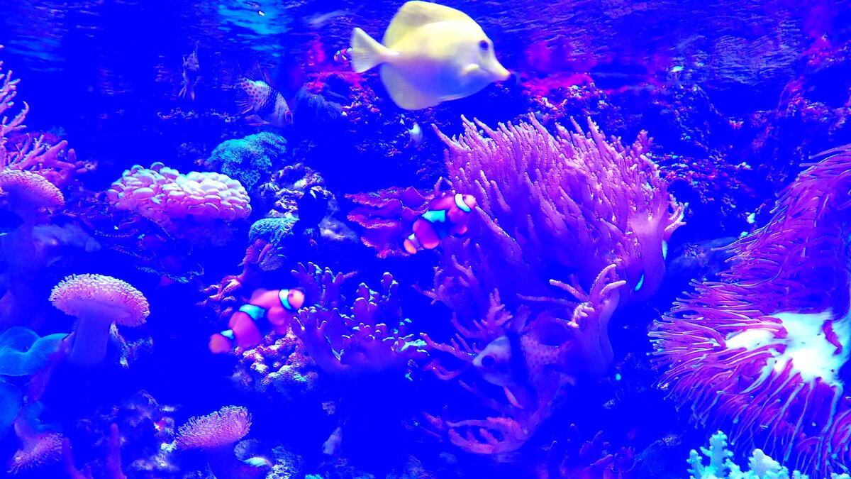 то чувство, когда вы видите героев мультфильма "В поисках Немо" вживую