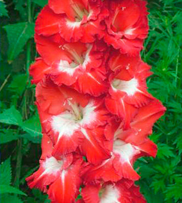 Гладиолус Ферджи описание сорта характеристики выращивание и отзывы | Садовый мир