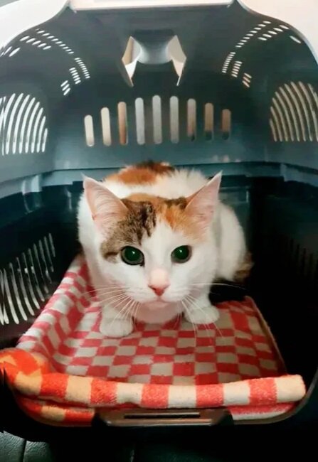 Наташ, прости, сперла фотку - не удержалась