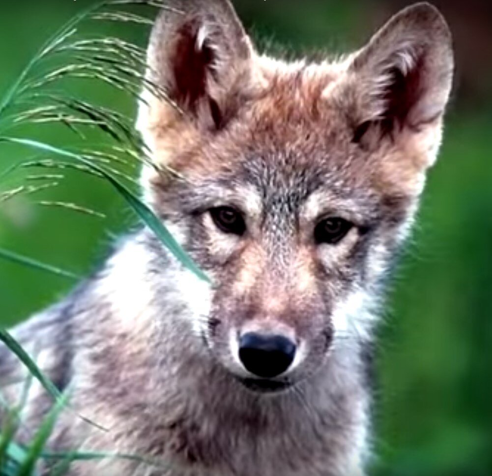 Материал взят https://pixabay.com