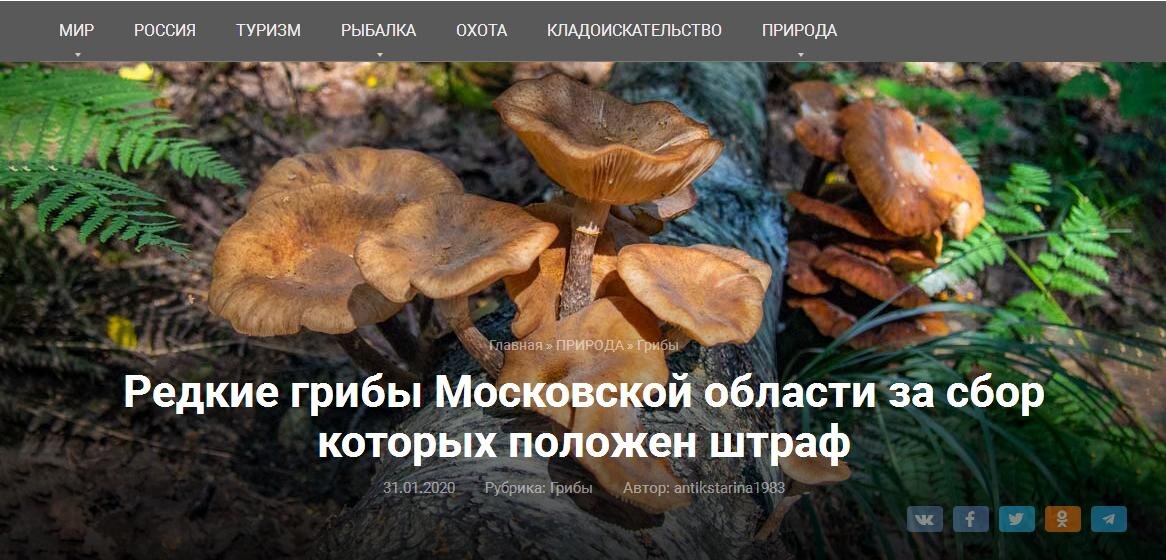 Кстати, на фото опенок осенний, в состоянии – «для червей»