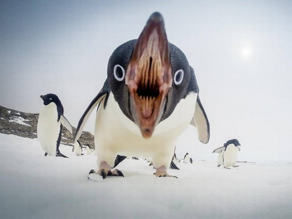 Голодный пингвин